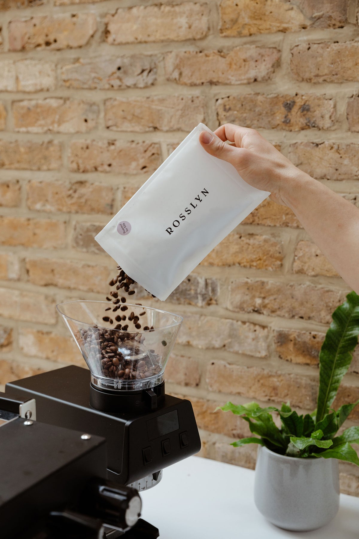 Coffee—Roasted for milk